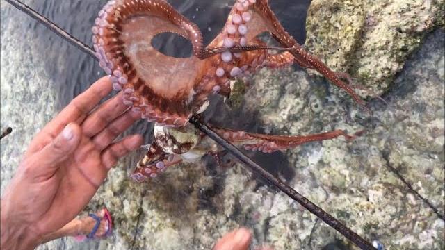 Octopus hunting | lakshadweep | Octopus hunting | lakshadweep |