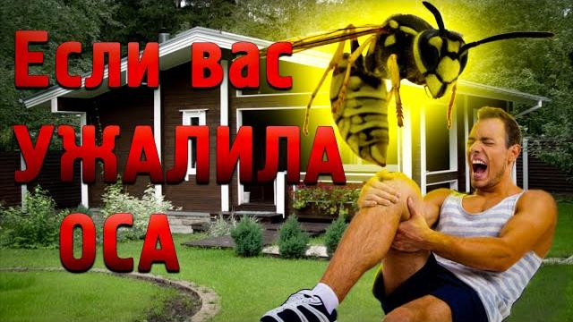 Ужалила оса. что делать если вас укусила оса Ужалила оса. что делать если вас укусила оса