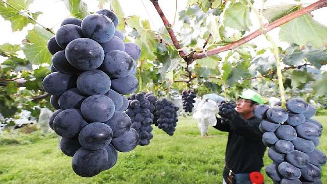 Colorful japanese grape garden - famous and expensive grape harvest - japanese grape farm Colorful japanese grape garden - famous and expensive grape harvest - japanese grape farm