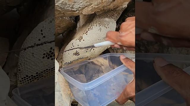 خلية عسل بوطويق موسم السمر خير الحمدلله خلية عسل بوطويق موسم السمر خير الحمدلله
