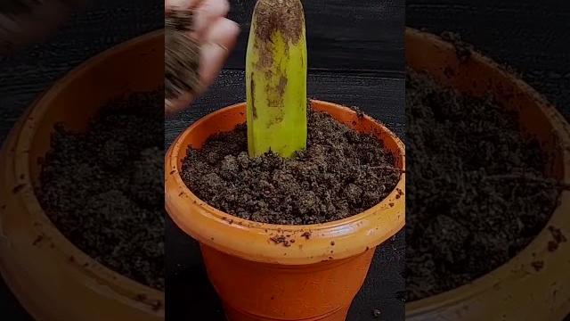 How to grow banana tree from banana fruit for beginners#shorts How to grow banana tree from banana fruit for beginners#shorts