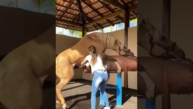 Kuda masturbasi dibantu cewek cantik Kuda masturbasi dibantu cewek cantik