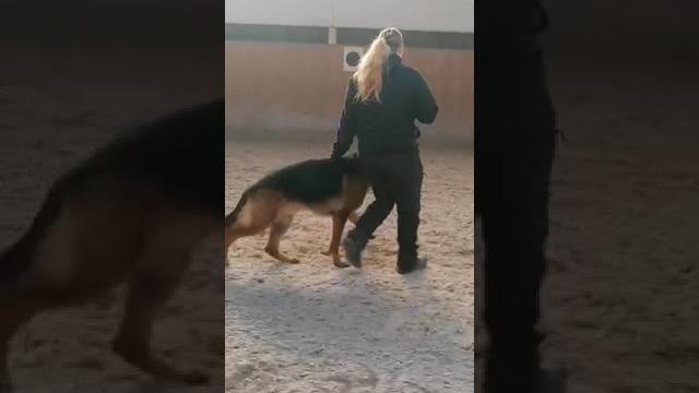 Jay jay training Jay jay training