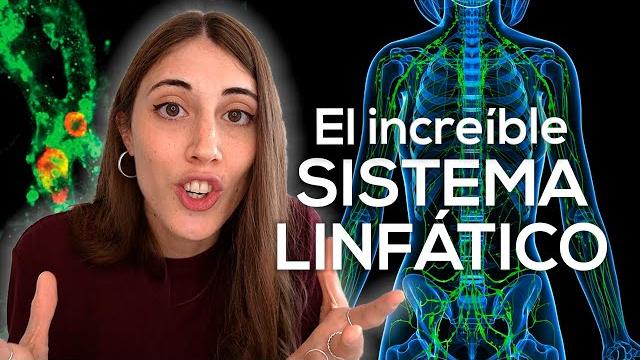 El increíble (y olvidado) sistema linfático El increíble (y olvidado) sistema linfático