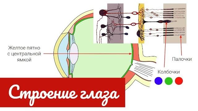 Строение глаза человека, зрительный анализатор Строение глаза человека, зрительный анализатор