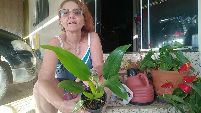 Comprinhas de plantas Comprinhas de plantas