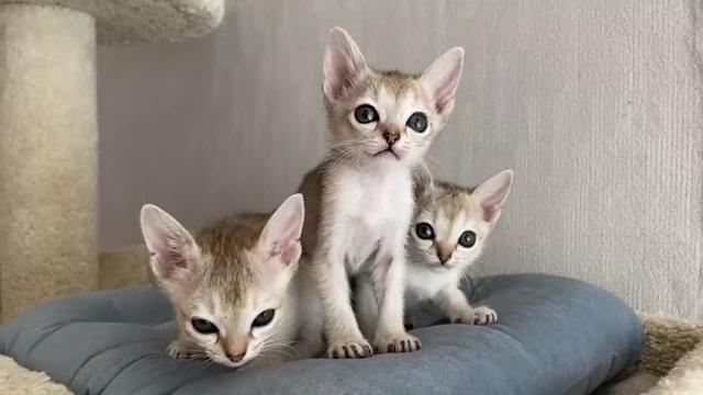 Bibigon singapura kittens Bibigon singapura kittens