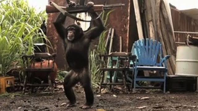 Ape with ak-47 Ape with ak-47