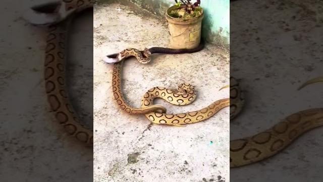 "russel viper vs cobra snake exciting battle! the great snake fight!" #snake #snakeresque #cobra "russel viper vs cobra snake exciting battle! the great snake fight!" #snake #snakeresque #cobra
