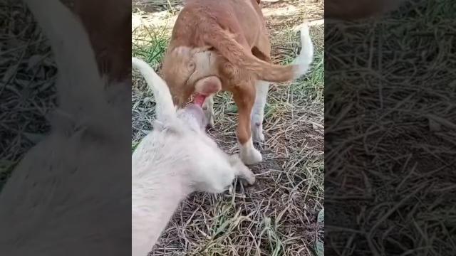 Dog sex Dog sex