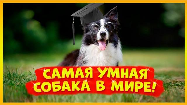 Самая умная собака в мире знала более 1000 слов! Самая умная собака в мире знала более 1000 слов!