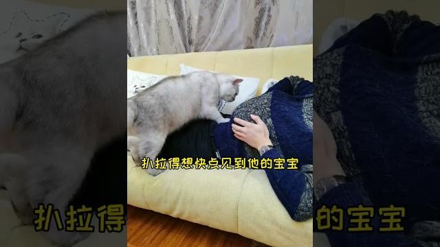 假装怀孕,看小猫的反应#shorts #cat #cats 假装怀孕,看小猫的反应#shorts #cat #cats