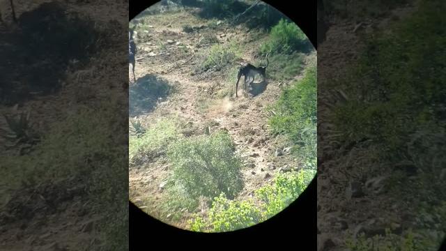 Black impala hunt with rosedale safaris Black impala hunt with rosedale safaris