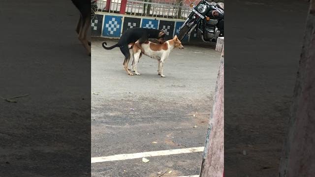 🫢hard fuck,, dogs to beatch… 🫢hard fuck,, dogs to beatch…