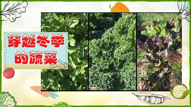 穿越冬季后的菜园子都成什么样了 穿越冬季后的菜园子都成什么样了