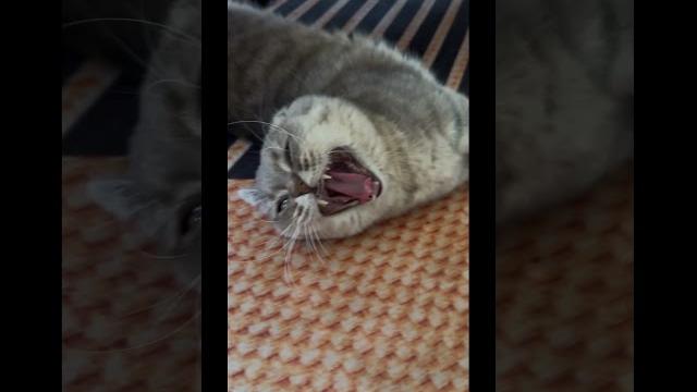 #爱猫的人们 #搞笑的猫 #funny #小猫们 #爱猫的人们 #搞笑的猫 #funny #小猫们