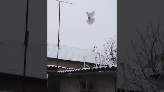 Бакинские голуби игра Бакинские голуби игра