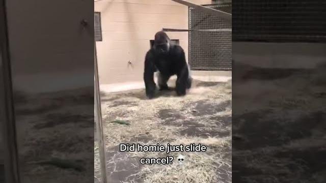 Gorilla really slid like that. #shorts Gorilla really slid like that. #shorts