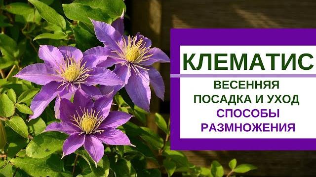 Клематисы - весенняя посадка, уход и размножение Клематисы - весенняя посадка, уход и размножение