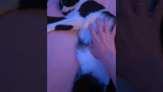 Cat belly rubs ⬛ Cat belly rubs ⬛