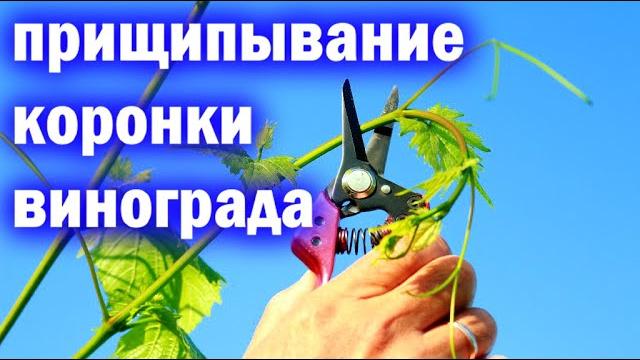 Прищипывание коронки винограда перед цветением. Прищипывание коронки винограда перед цветением.