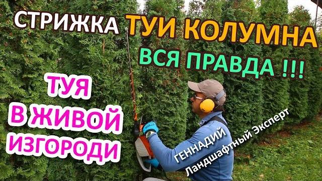 Стригите туи вовремя | @lord_of_garden_belarus | секреты | живая изгородь туя коломна |стрижка| минcк|belarus Стригите туи вовремя | @lord_of_garden_belarus | секреты | живая изгородь туя коломна |стрижка| минcк|belarus