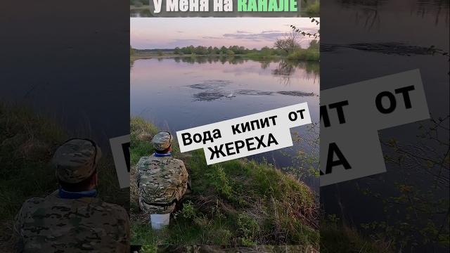 Ловля жереха без опыта #рыбалка #блесна #жерех #спиннинг #2025 #fishing #щука #окунь #голавль #судак Ловля жереха без опыта #рыбалка #блесна #жерех #спиннинг #2025 #fishing #щука #окунь #голавль #судак
