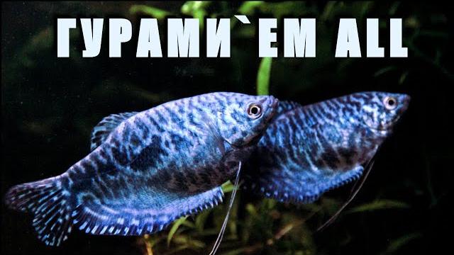 Рыбки гурами — все то, что вы еще не знали о них! Рыбки гурами — все то, что вы еще не знали о них!