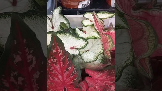 Сортовые каладиумы ашан Сортовые каладиумы ашан