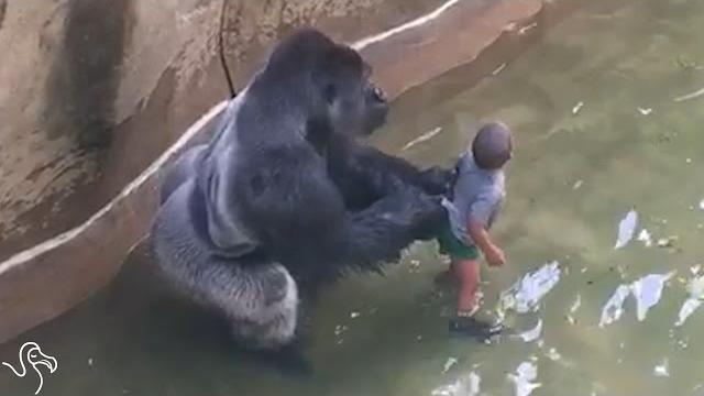 Experts weigh in on harambe's last moments Experts weigh in on harambe's last moments