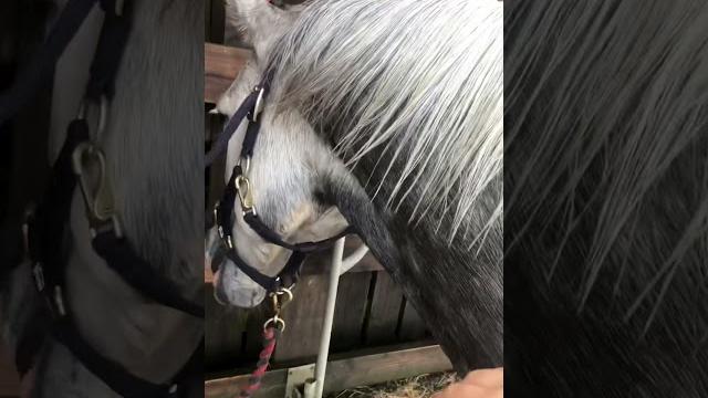 Asmr horse brushing Asmr horse brushing
