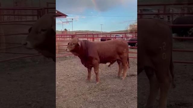⭕ beefmaster cattle biggest bulls and cow ⭕ beefmaster cattle biggest bulls and cow