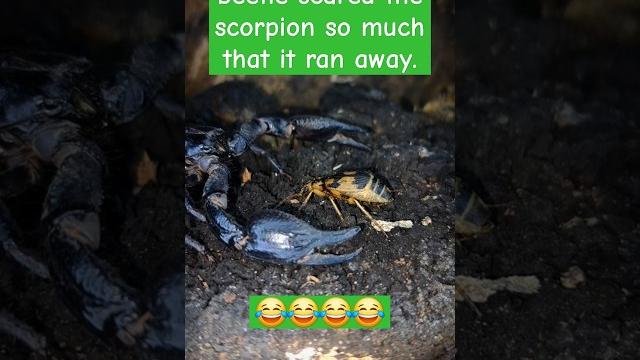 The stench of the beetle scared the scorpion so much that it ran away. #bombardier #scorpion The stench of the beetle scared the scorpion so much that it ran away. #bombardier #scorpion
