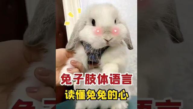 Cute pet rabbits can speak萌寵兔子會說話#萌寵#兔子#說話 Cute pet rabbits can speak萌寵兔子會說話#萌寵#兔子#說話