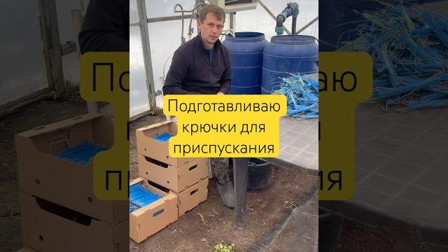 Подготавливаю крючки для приспускания томатов #помидоры #огород #марьянская #крючки #теплица  Подготавливаю крючки для приспускания томатов #помидоры #огород #марьянская #крючки #теплица 