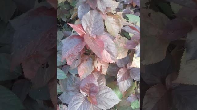 Acalypha plant Acalypha plant