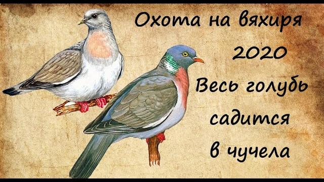 Охота на вяхиря_весь голубь садится в чучела Охота на вяхиря_весь голубь садится в чучела