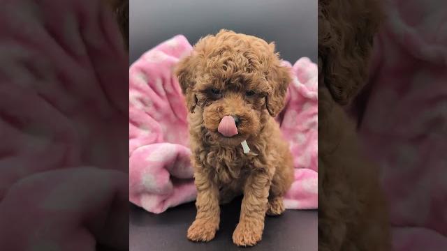 Kelly this girl is an absolute cutie pie #miniaturepoodle #cuteanimal #minipuppy #fluffypuppies Kelly this girl is an absolute cutie pie #miniaturepoodle #cuteanimal #minipuppy #fluffypuppies