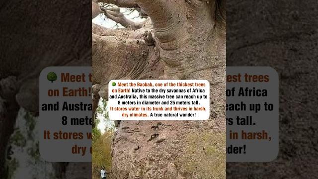 Baobab — africa’s giant tree Baobab — africa’s giant tree