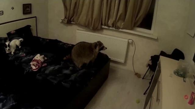 Шкодный енот прикол Шкодный енот прикол