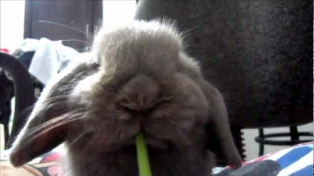 Holland lop - hoppy & parsley Holland lop - hoppy & parsley