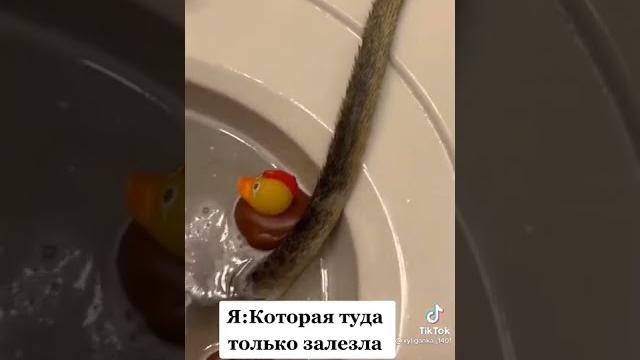 Когда муж попросил прислать горячее видео из душа Когда муж попросил прислать горячее видео из душа