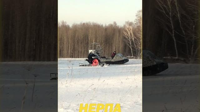 Аэролодка нерпа Аэролодка нерпа