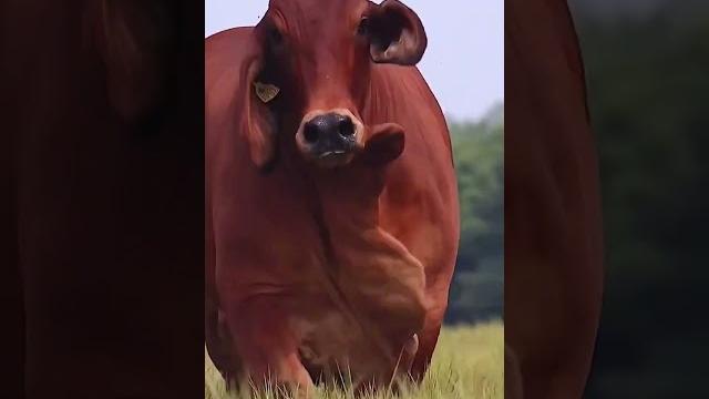 Sapi limosin aduduuuu gede banget #shorts #sapi Sapi limosin aduduuuu gede banget #shorts #sapi