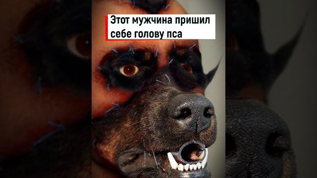 Мужчина пришил себе голову собаки #shorts #удивительныеистории #интересныефакты #новости Мужчина пришил себе голову собаки #shorts #удивительныеистории #интересныефакты #новости