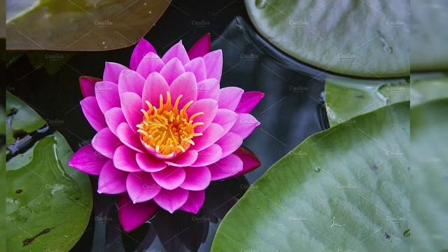 Daimoku nam myo ho renge kyo 30 minutes 10min --10min --10 min Daimoku nam myo ho renge kyo 30 minutes 10min --10min --10 min