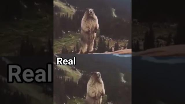 Screaming beaver #meme (meme vs real)#shorts Screaming beaver #meme (meme vs real)#shorts