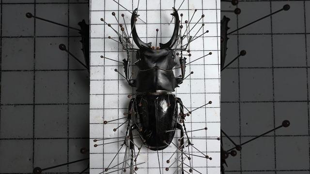 甲蟲標本製作鬼艷鍬形蟲odontolabis siva parryi 甲蟲標本製作鬼艷鍬形蟲odontolabis siva parryi
