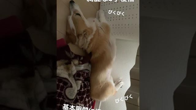 寝相には定評のあるコーギー 寝相には定評のあるコーギー