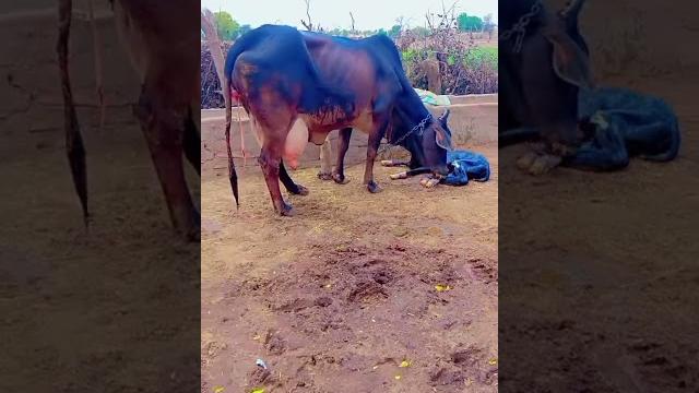 Rajasthani dairy farm tahsil suratgarh jila shriganganagar kharidne ke liye sampark 6377262388 Rajasthani dairy farm tahsil suratgarh jila shriganganagar kharidne ke liye sampark 6377262388